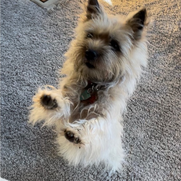 Meet your Posher, Lea - Picture 5 of 12